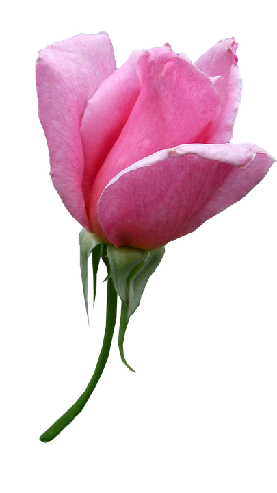 Pink Rose Bud Isolated Background PNG