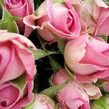 "Blossoming Pink Rose Buds" Wallpaper