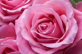 Pink Rose Close-Up Shot Wallpaper