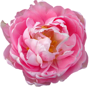 Pink Rose Closeup PNG