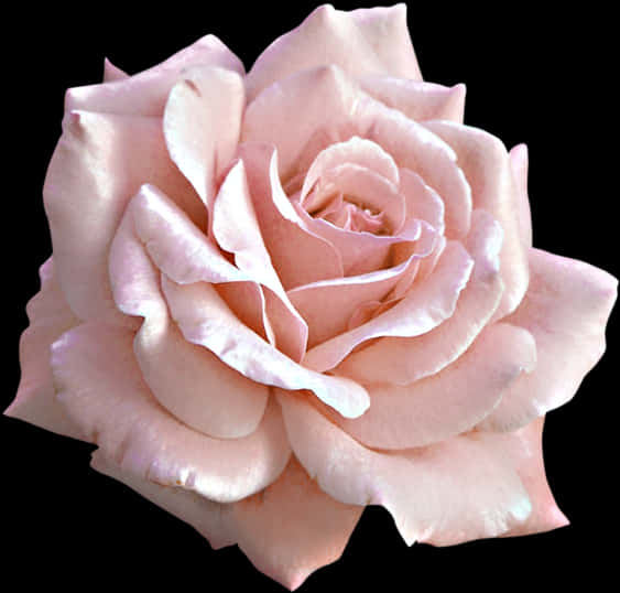 Pink Rose Closeup Isolated PNG