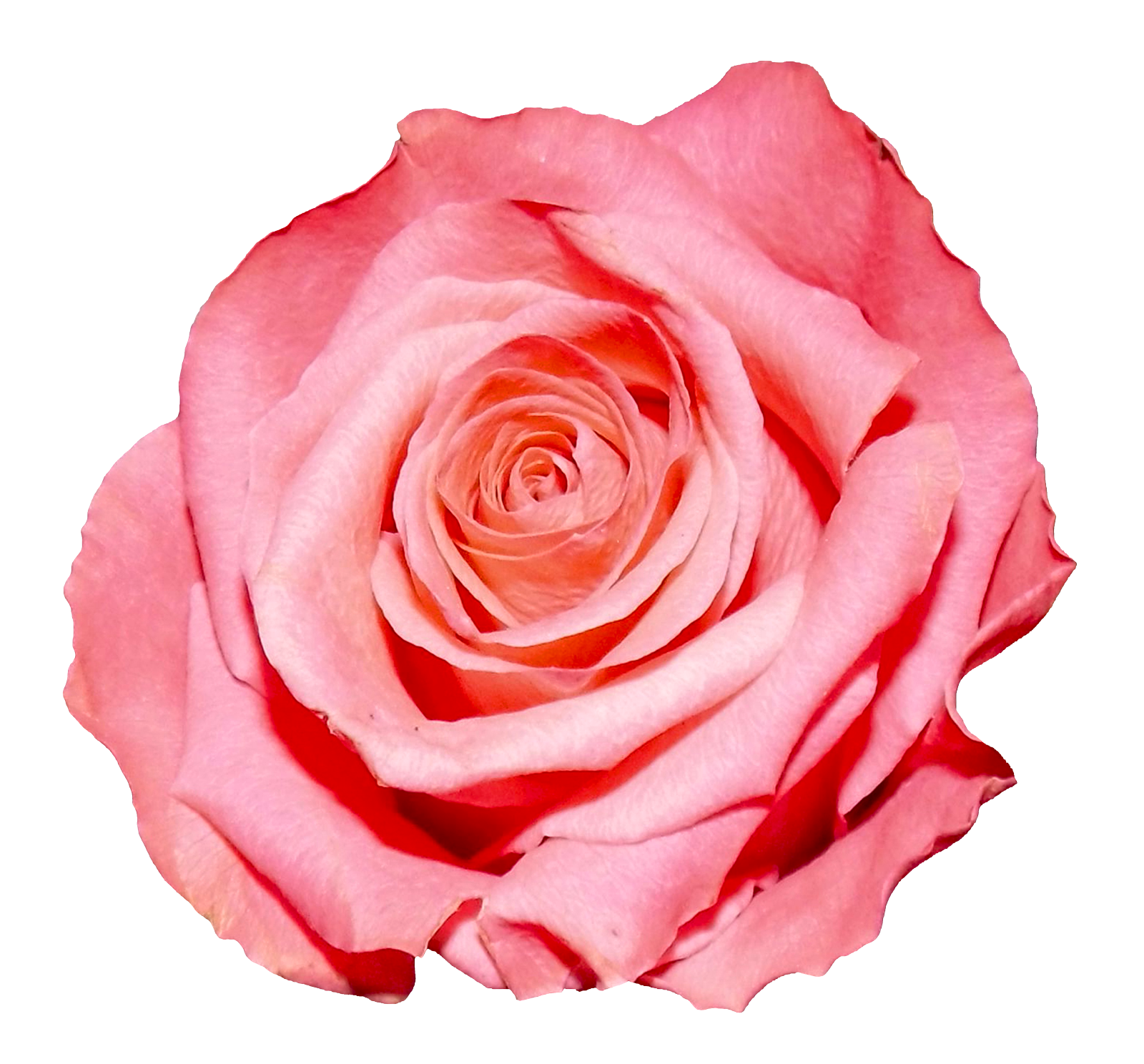 Pink Rose Closeup.png PNG