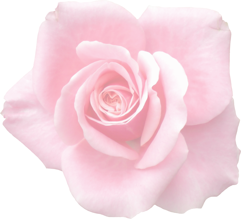 Pink Rose Closeup.png PNG