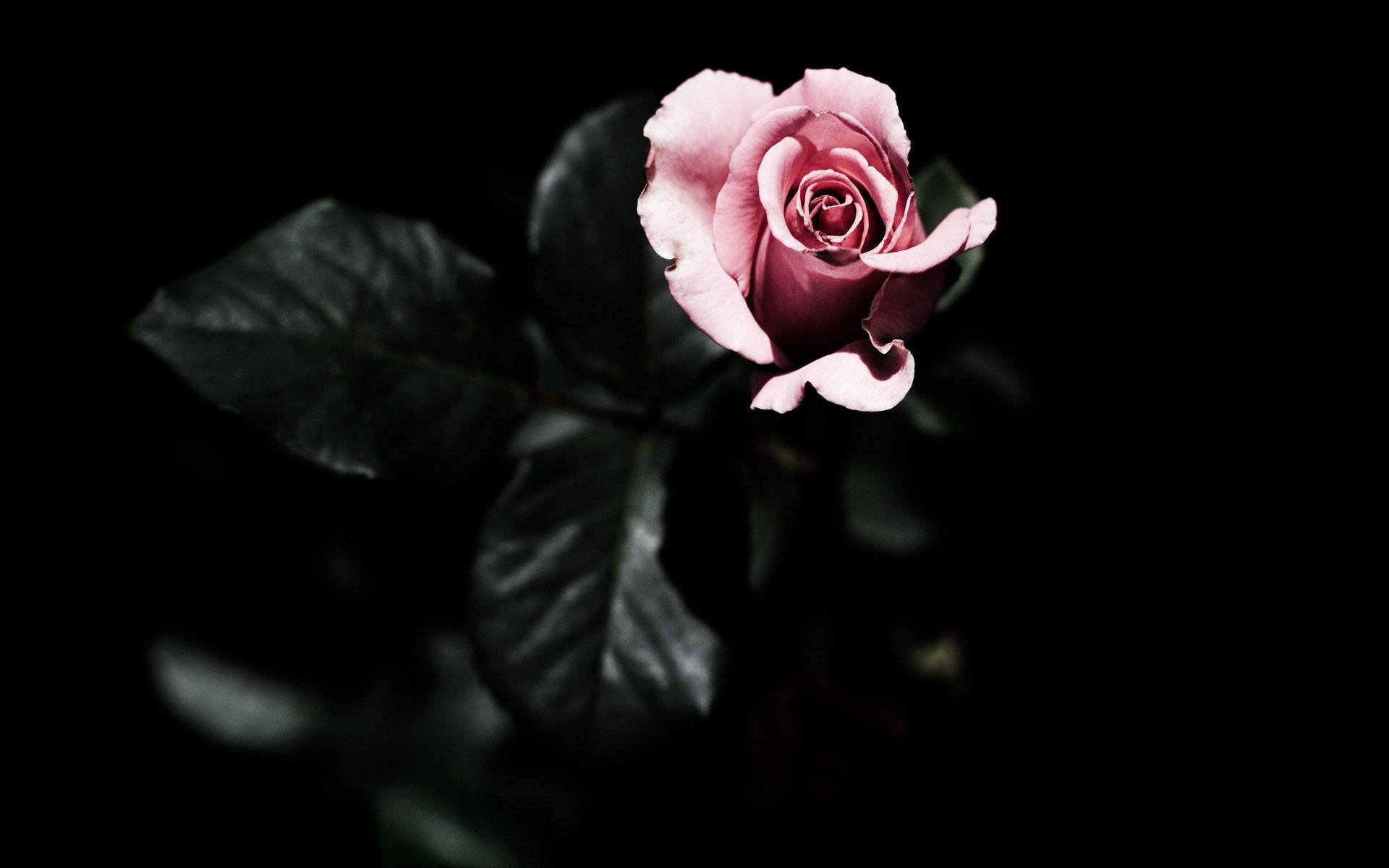 Pink Rose Dark Hd Flowers Wallpaper