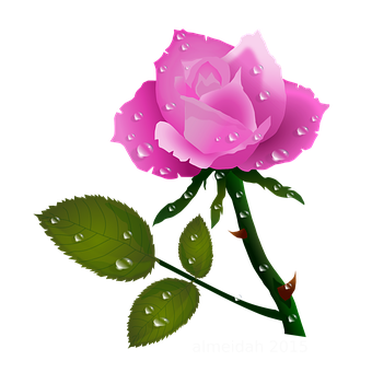 Pink Rose Dewdrops Vector PNG