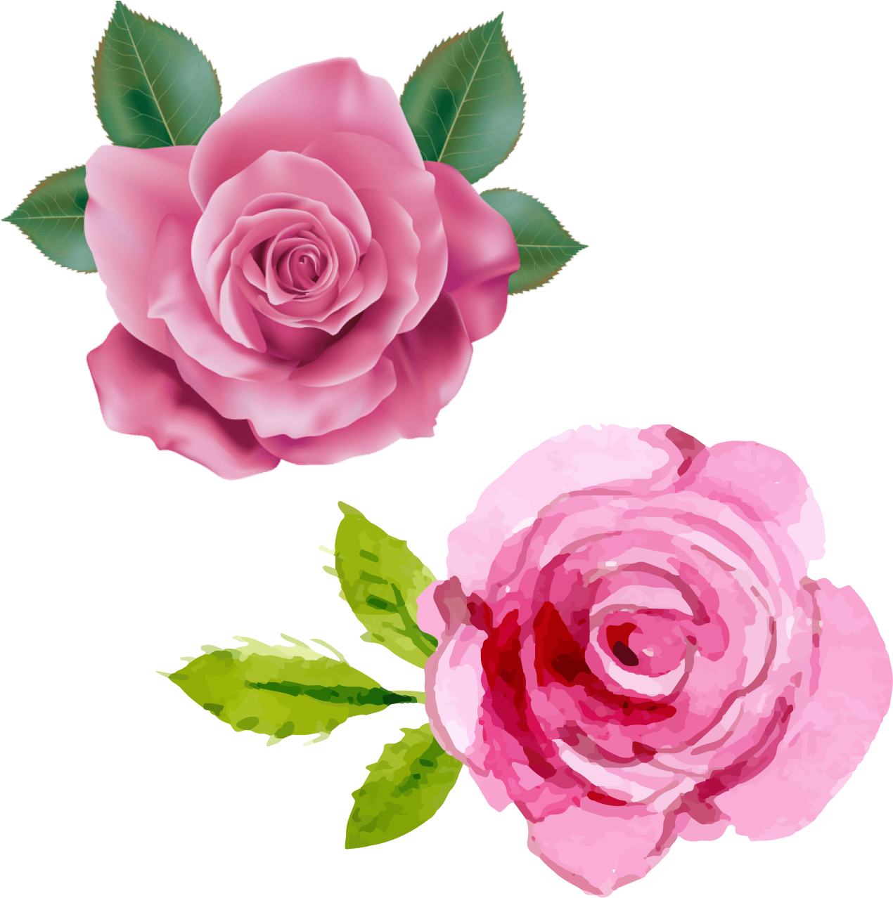 Pink Rose Duo Illustration PNG