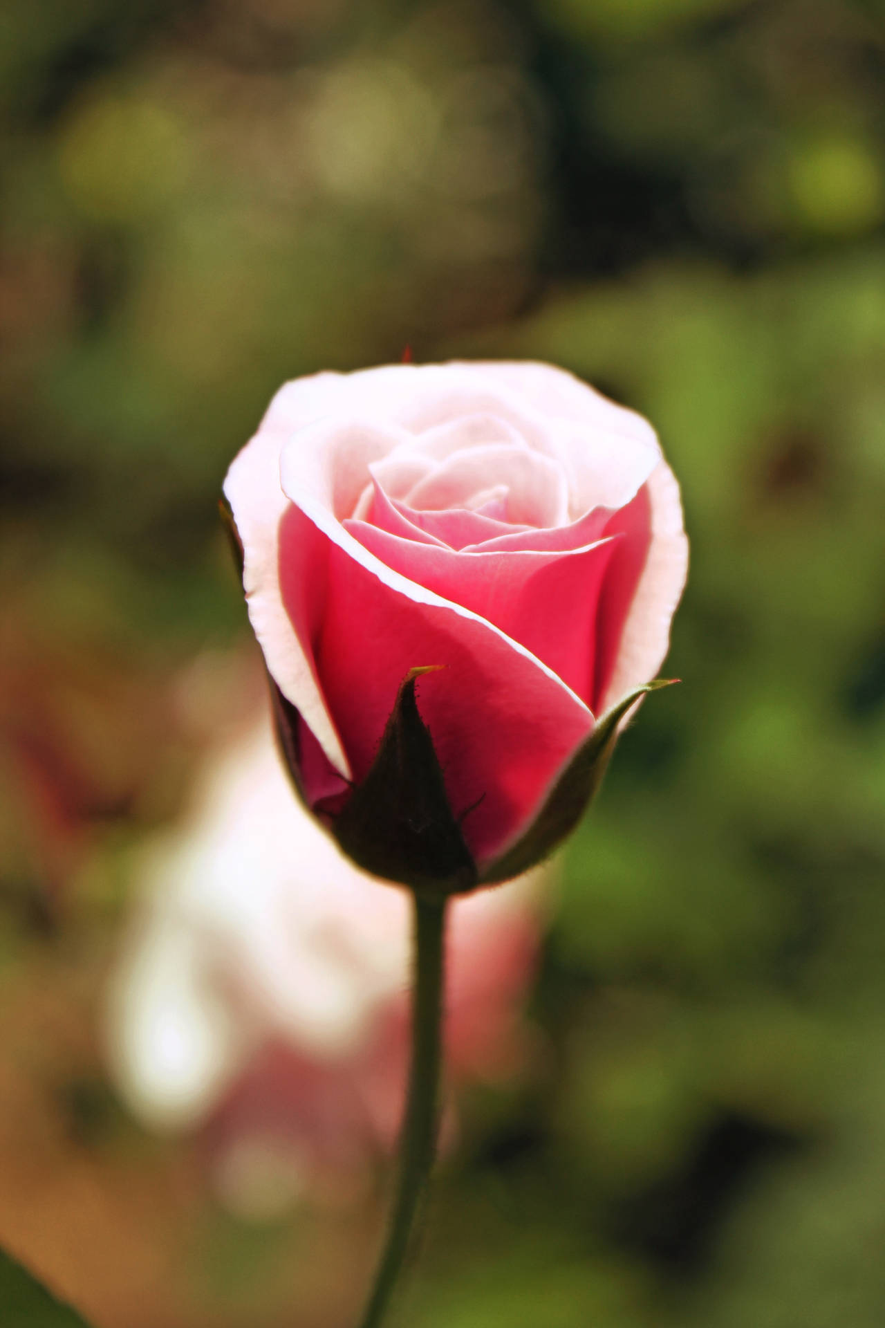 Florde Rosa Rosa. Fondo de pantalla