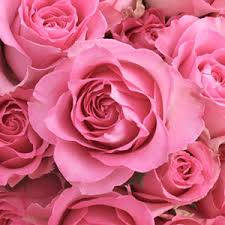 Estéticade Flores Rosas Rosadas Fondo de pantalla