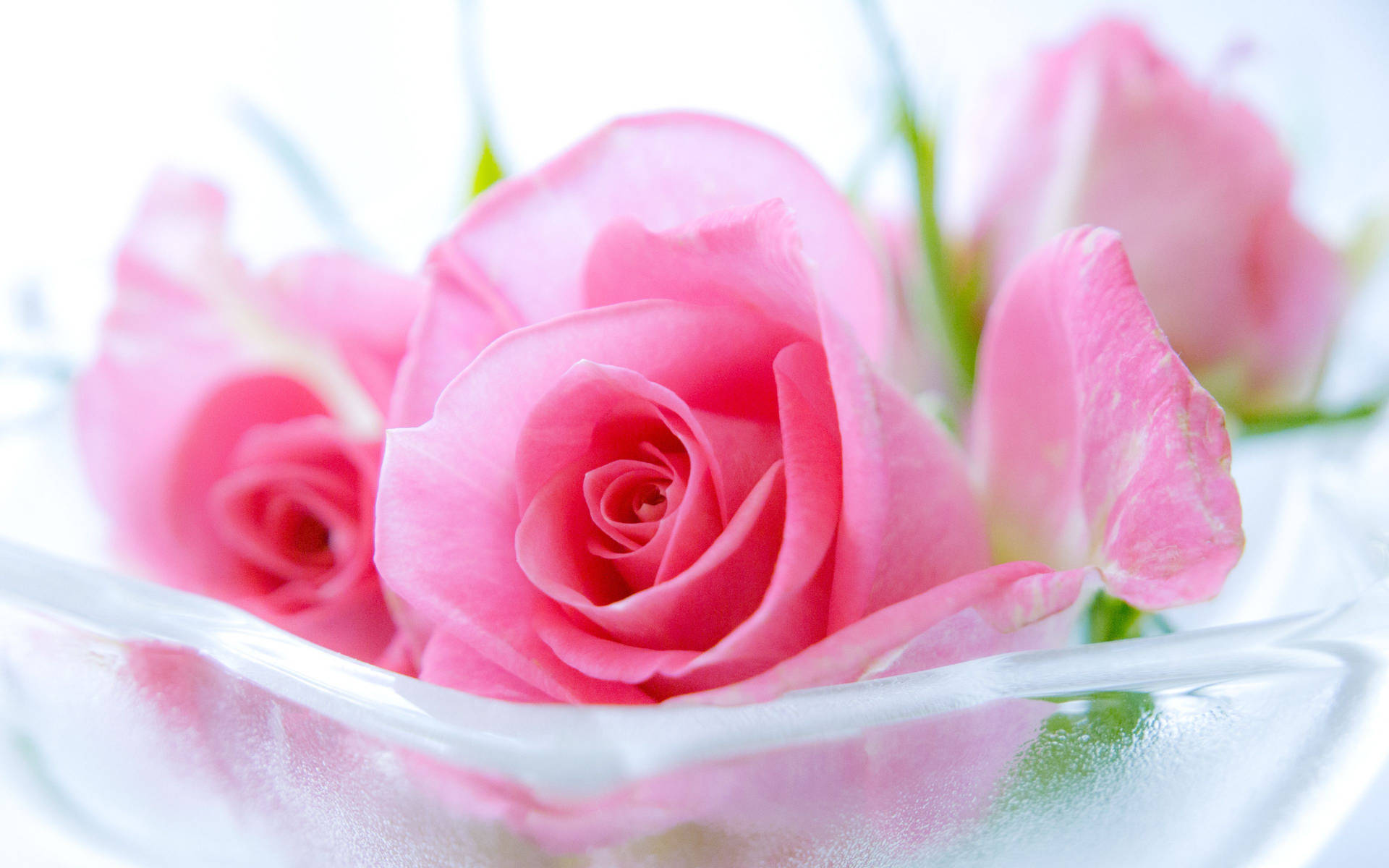 Pink Rose Flowers In A Bowl Wallpaper