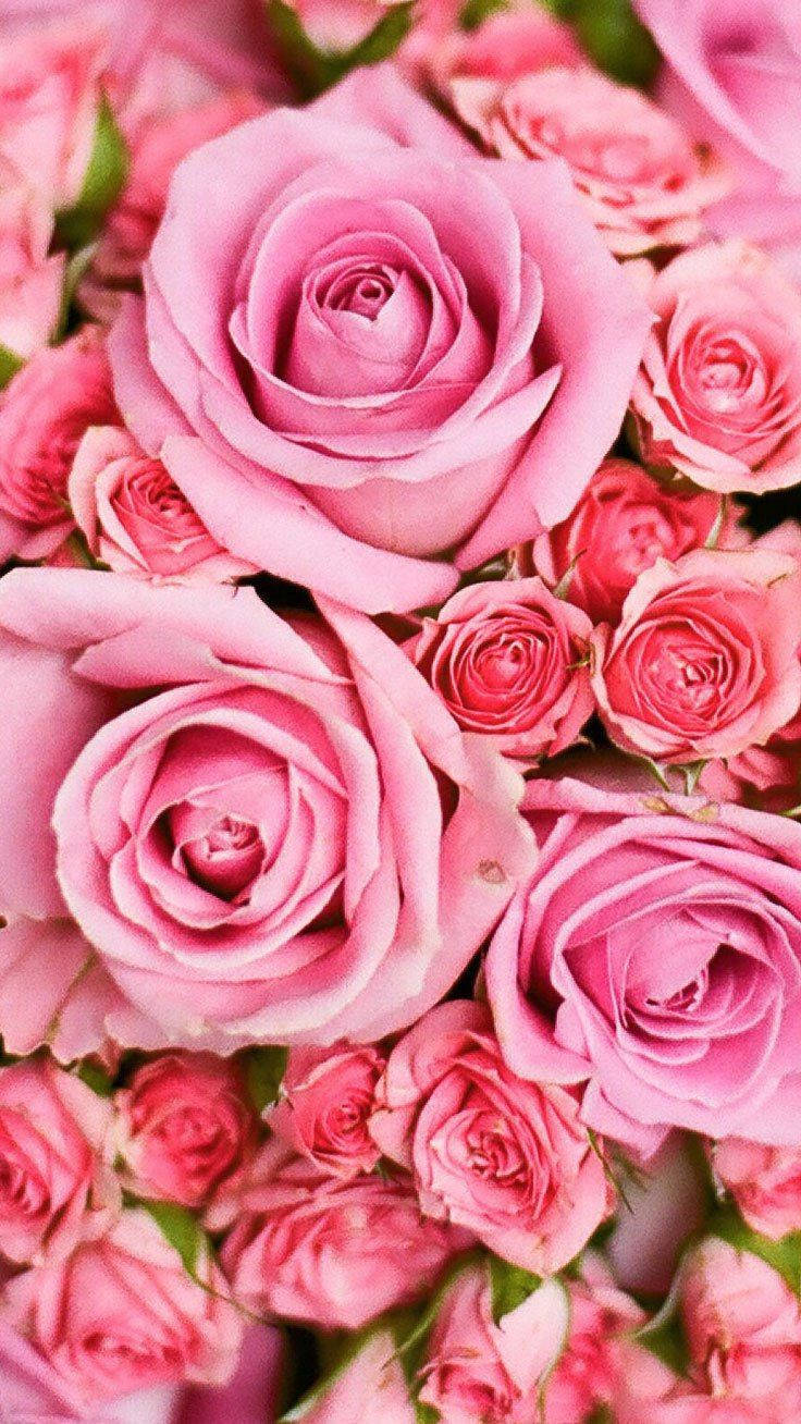 Pink Rose For Pink Girl Iphone Wallpaper