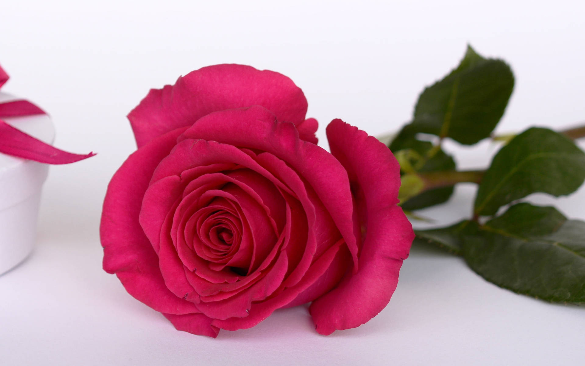 Pink Rose Gift Happy Birthday Flower Wallpaper