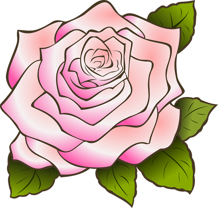 Pink Rose Illustration PNG
