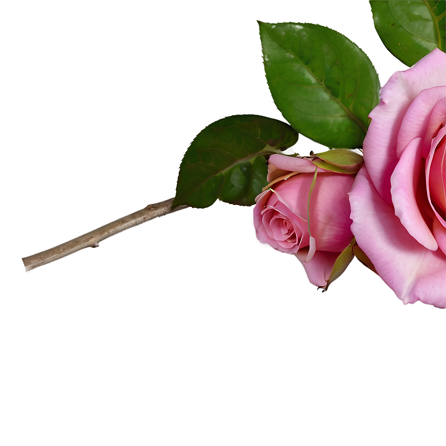 Pink Rose In Bloom Png Mle9 PNG