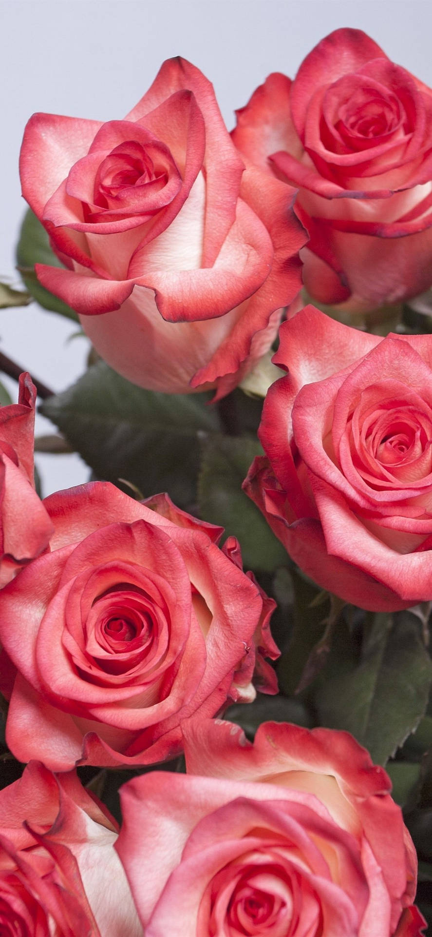 Bouquetdi Rose Rosa Per Iphone. Sfondo