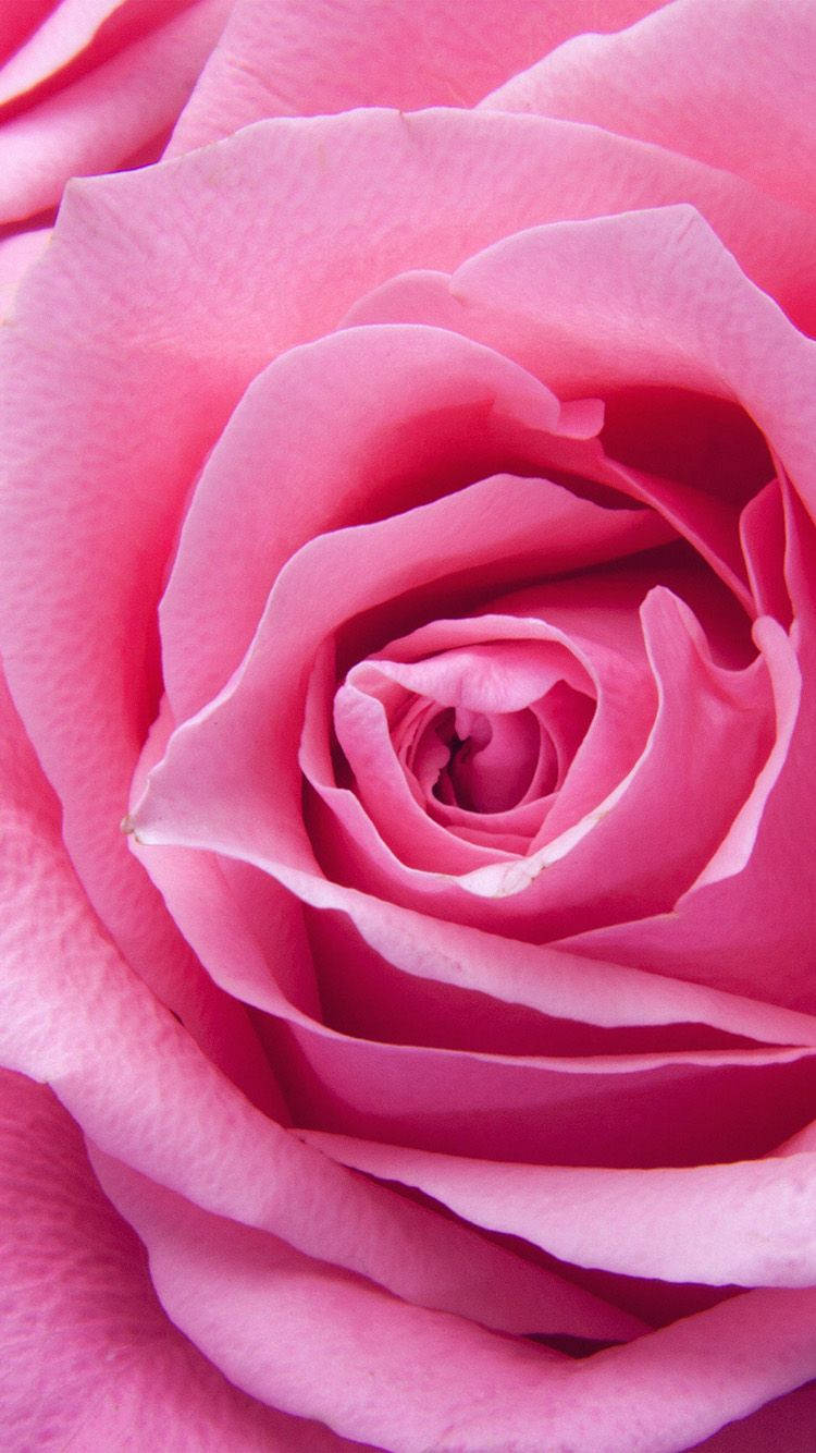 Pink Rose Iphone 750 X 1334 Wallpaper