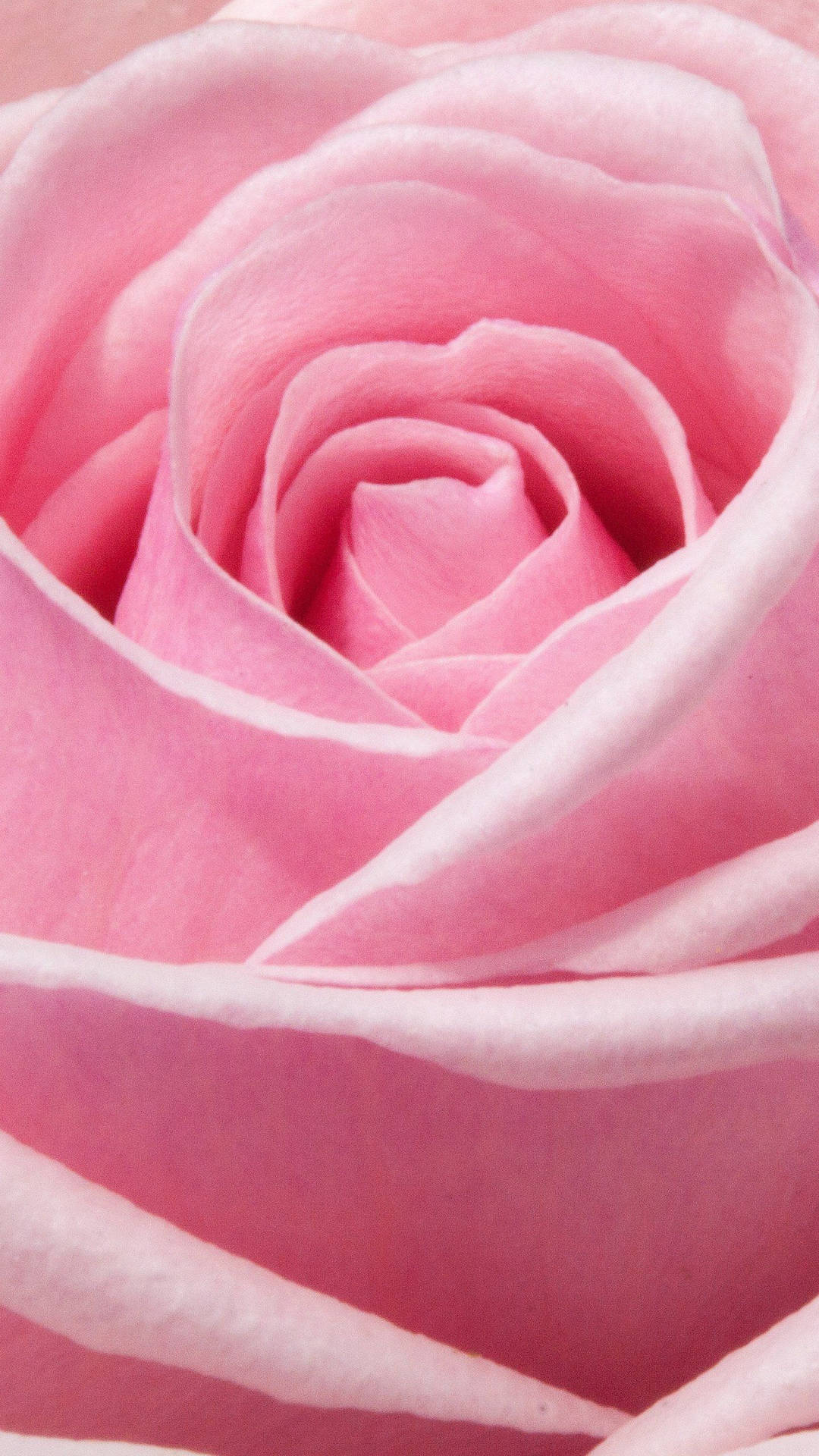 Retratoen Primer Plano De Una Rosa Rosa Para Iphone Fondo de pantalla