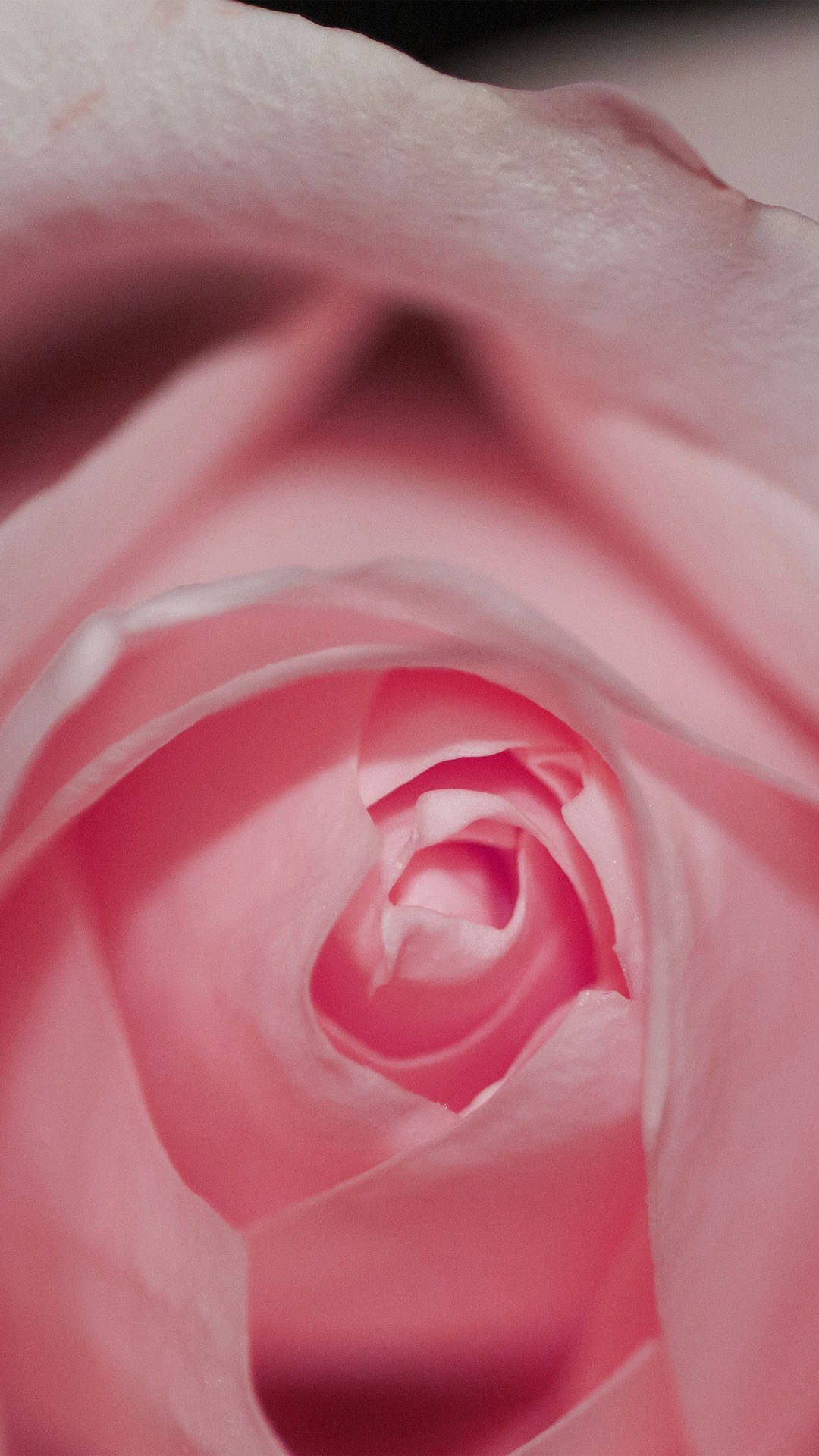 Pink Rose iPhone Cropped Shot Wallpaper