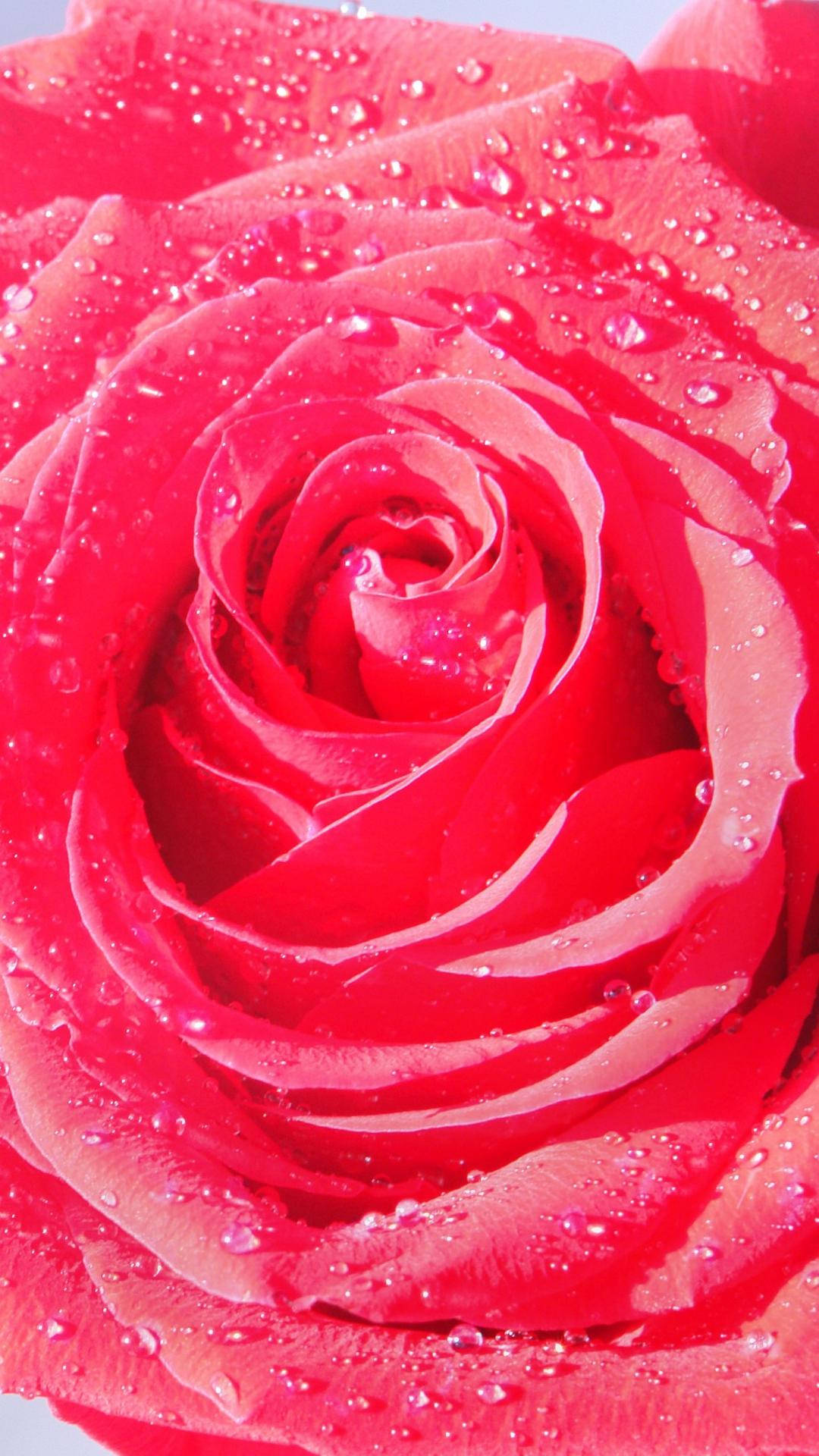 Unosplendido Primo Piano Di Una Rosa Rosa Fiorita Alla Perfezione Su Un Iphone. Sfondo