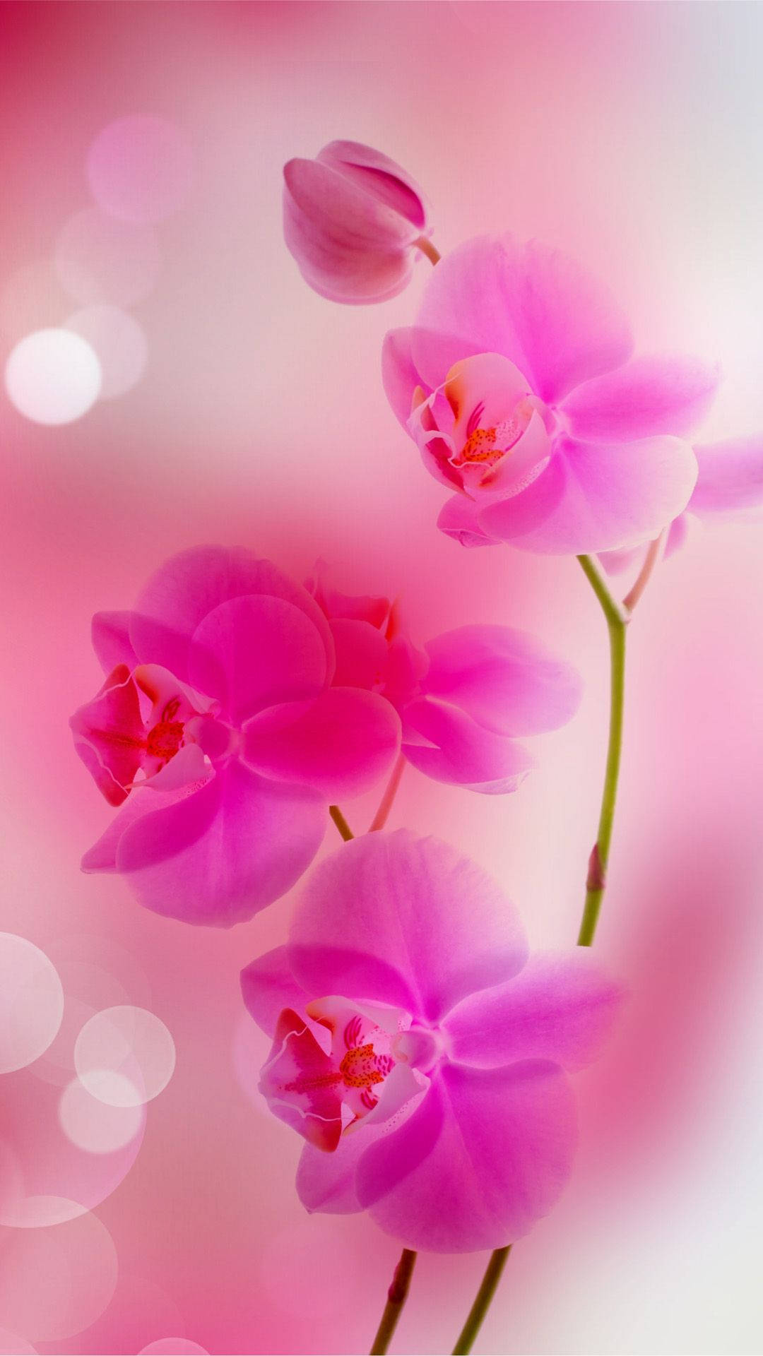 Pink Rose Iphone 1080 X 1920 Wallpaper