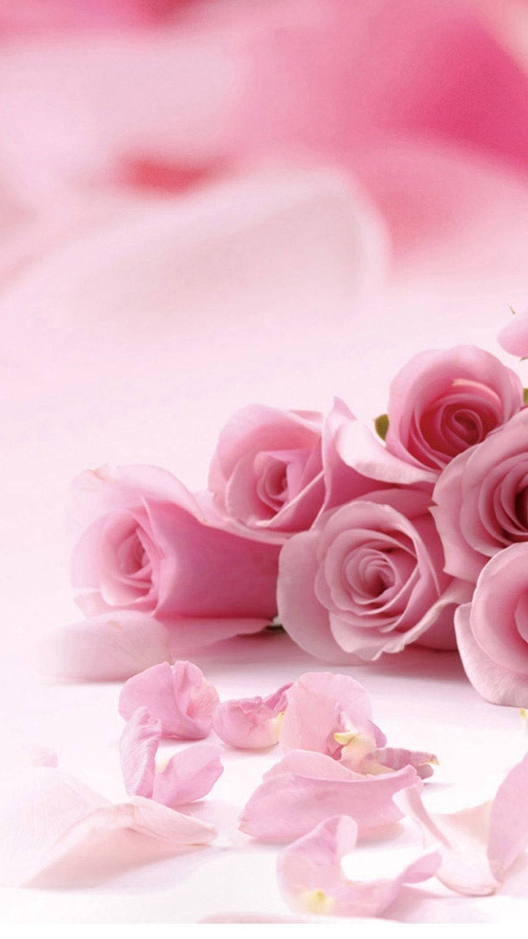 Download Mesmerizing Pink Rose on your iPhone Wallpaper