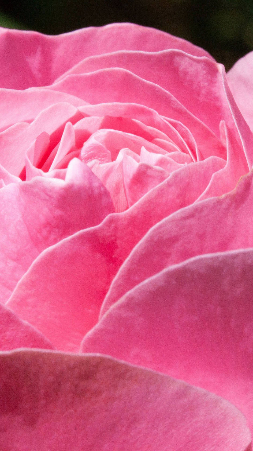 Pink Rose Iphone Vibrant Petals  Wallpaper