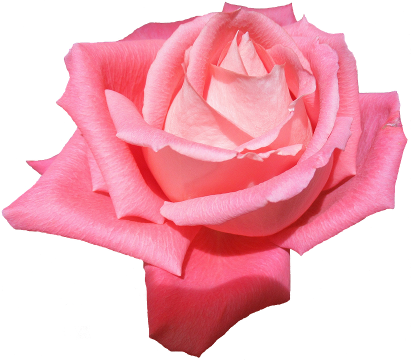 Pink Rose Isolated Background PNG