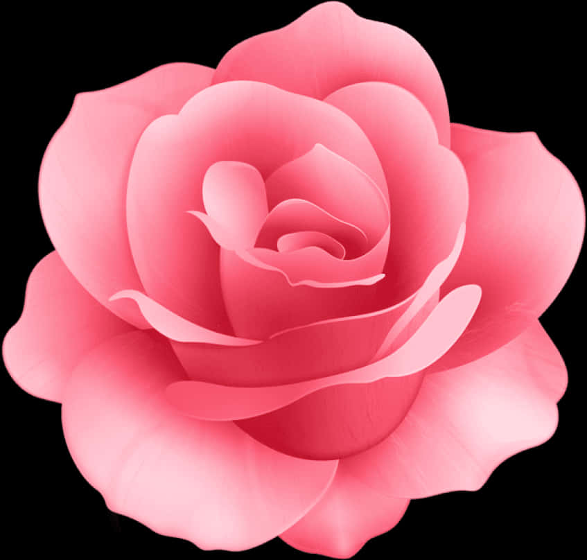 Pink Rose Isolatedon Black Background PNG