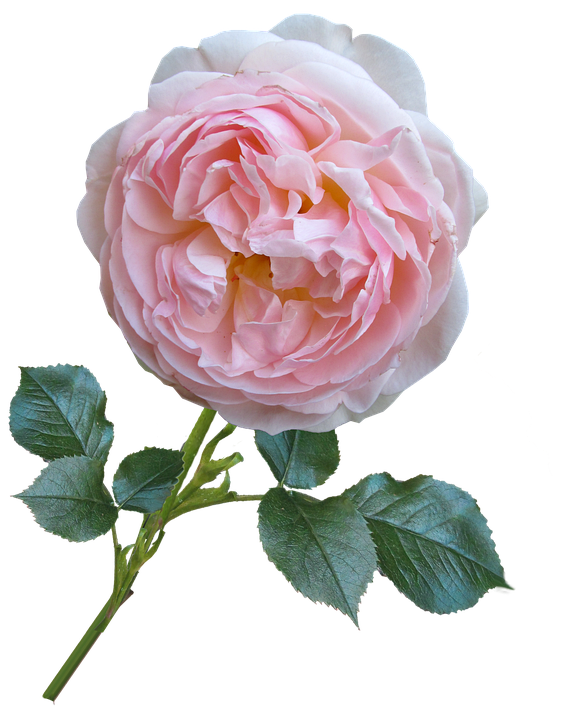 Pink Rose Isolatedon Gray Background.png PNG