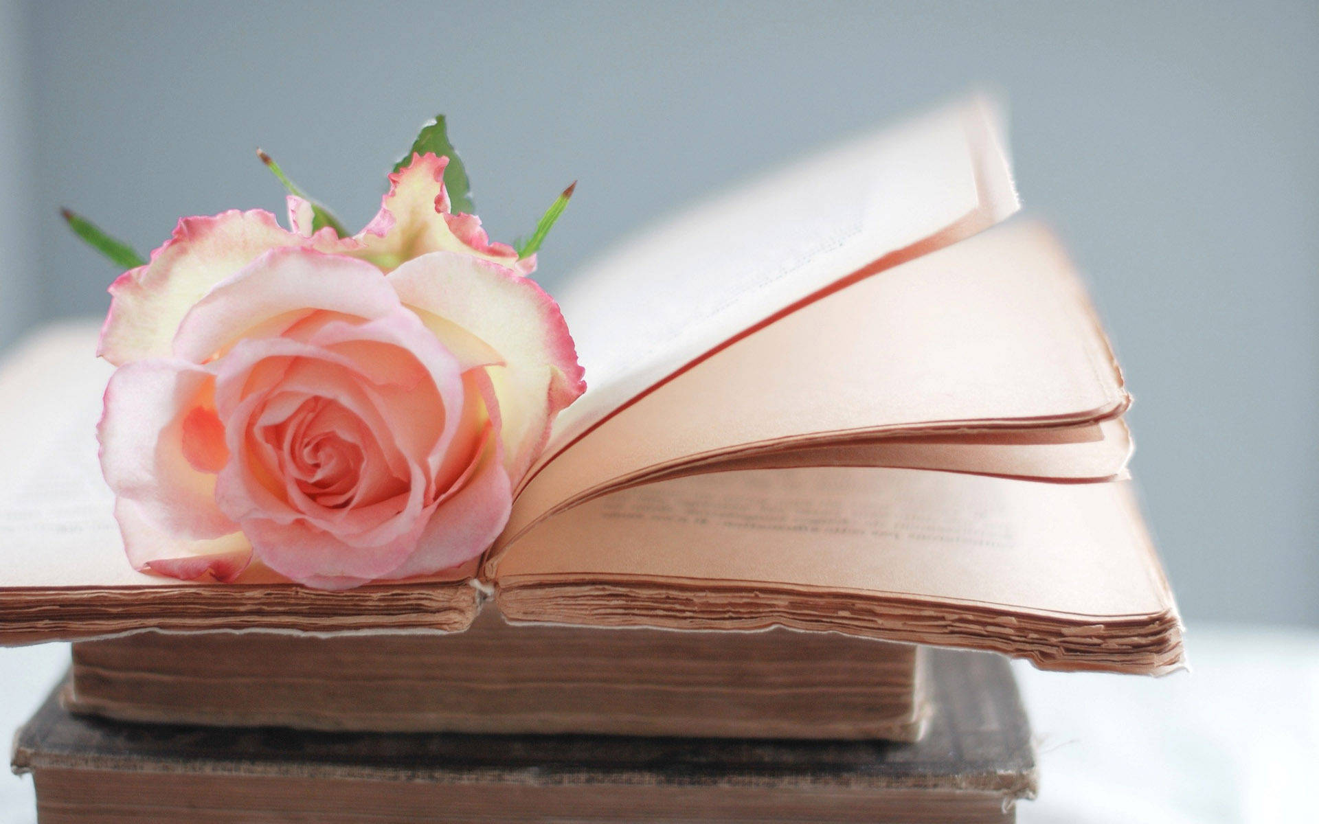 Pink rose with little leaves on top of an open book wallpaper