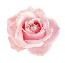 Rosarosa Su Sfondo Bianco Estetico. Sfondo