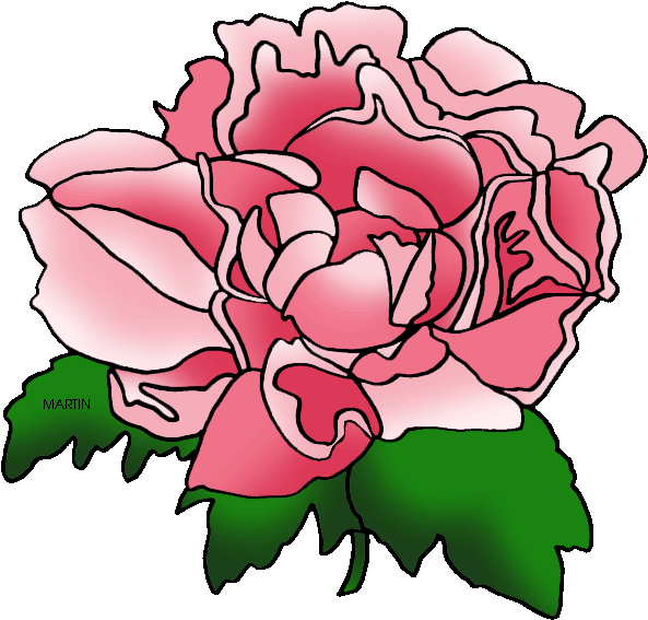 Pink Rose Outline Illustration PNG