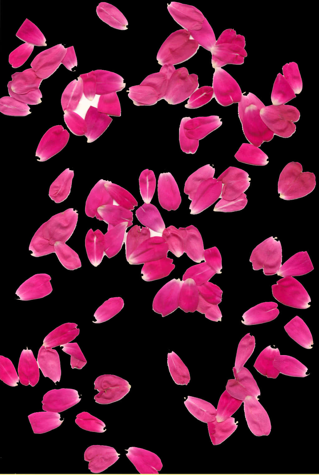 Pink Rose Petals Falling Black Background PNG