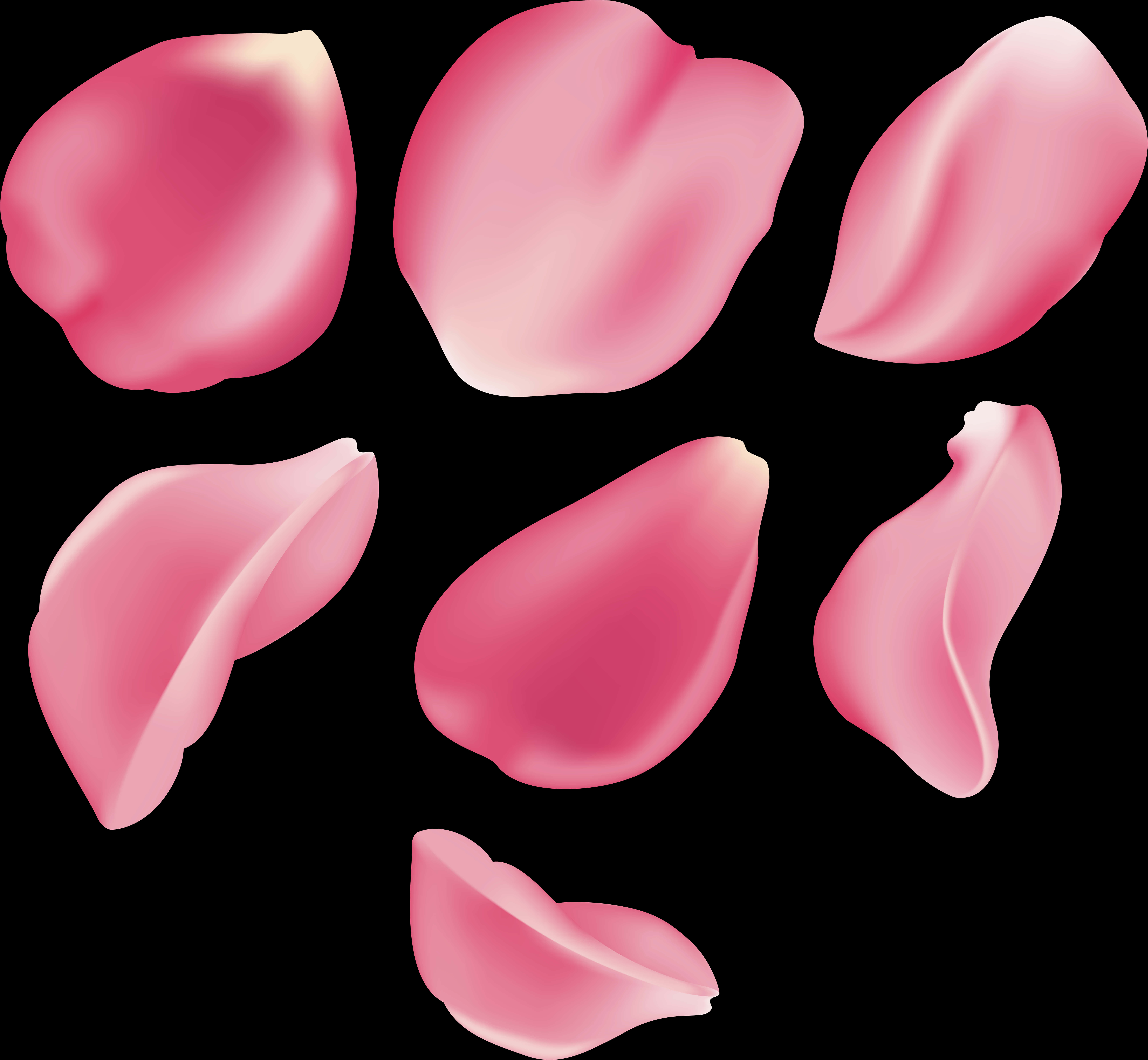 Pink Rose Petals Floating PNG