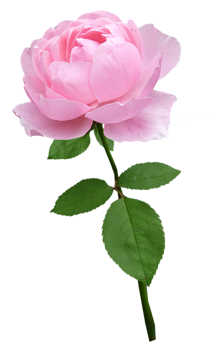 Pink Rose Single Stem PNG
