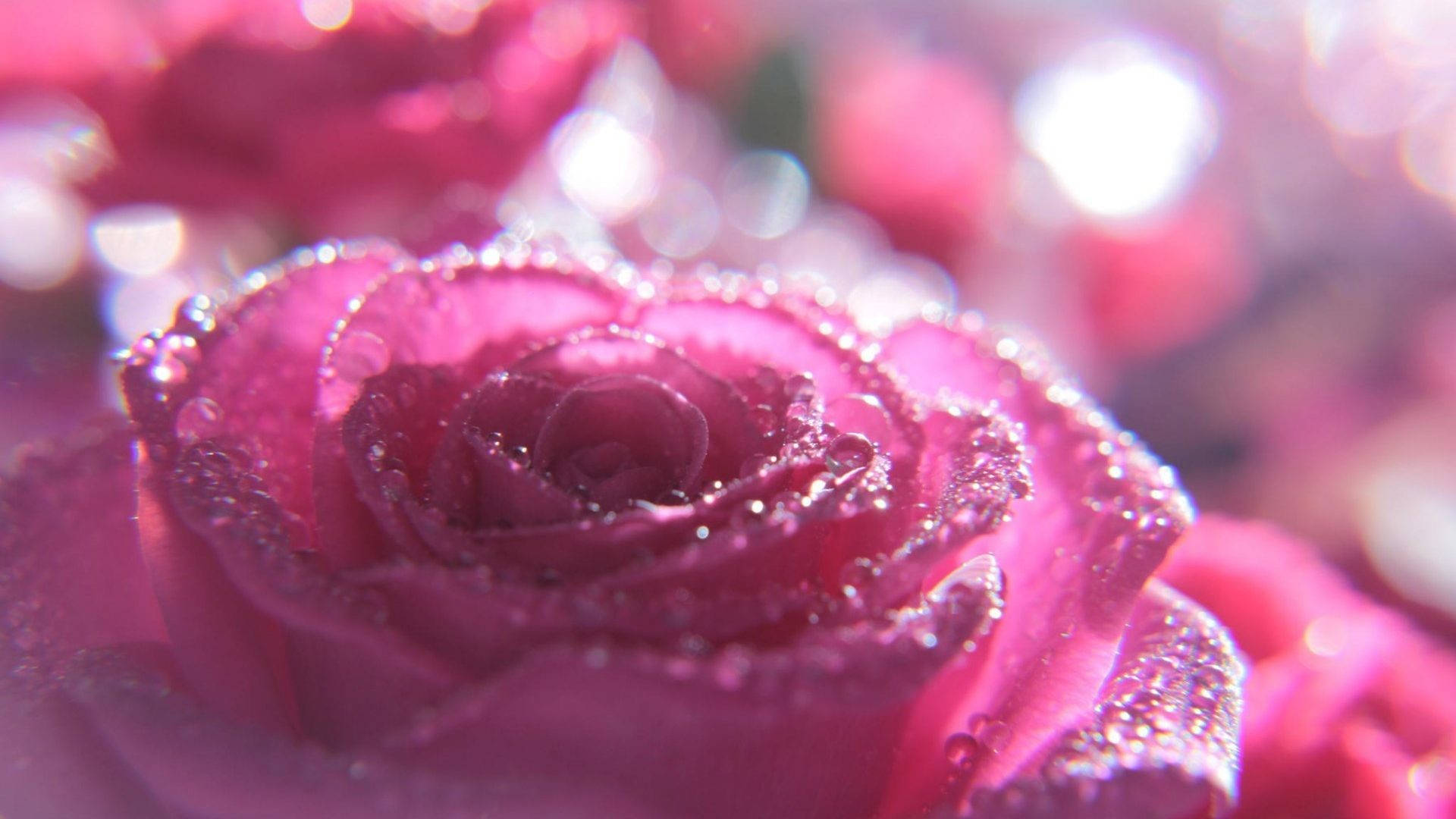 Sparkle Moon Roses - Flower Explosion