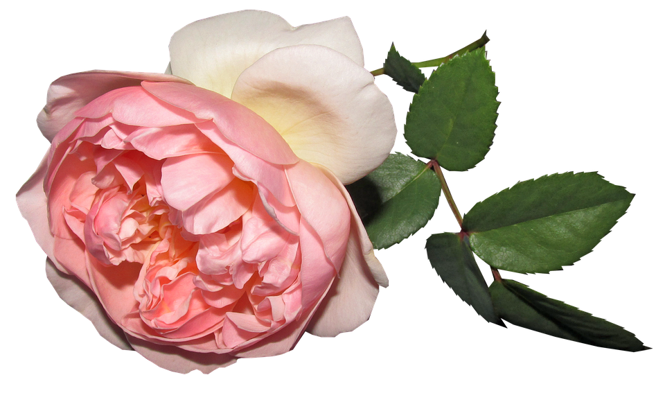 Pink Rose Transparent Background PNG