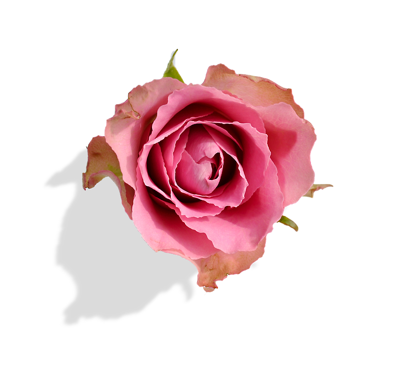 Pink Rose Transparent Background PNG