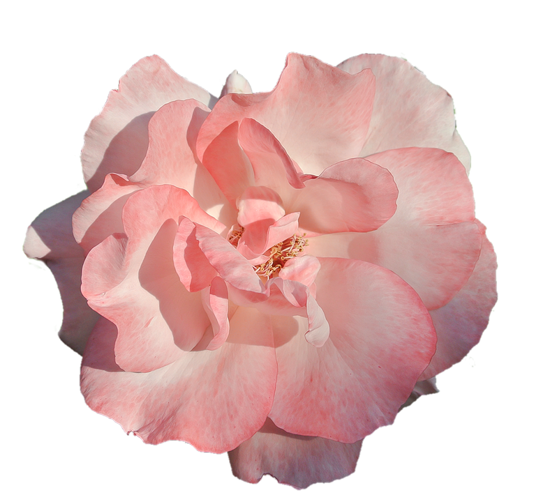 Pink Rose Transparent Background PNG