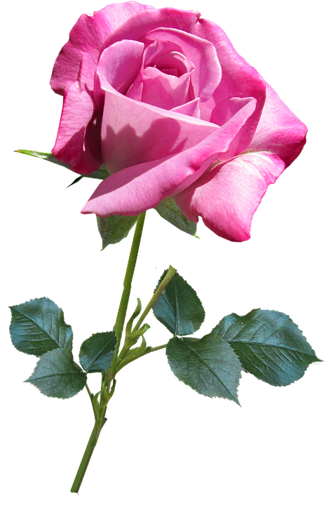 Download Pink Rose Transparent Background | Wallpapers.com