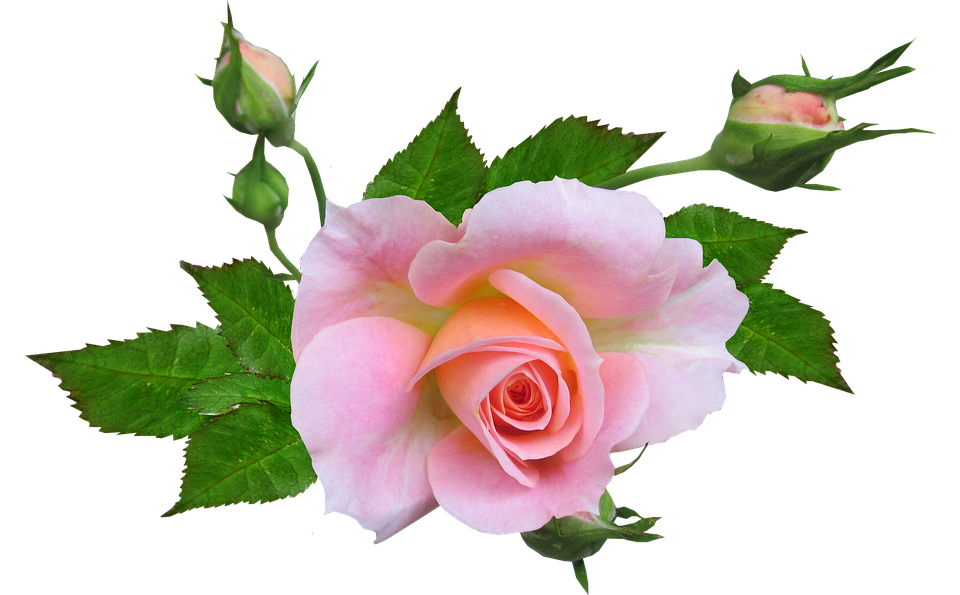 Pink Rose Transparent Background PNG