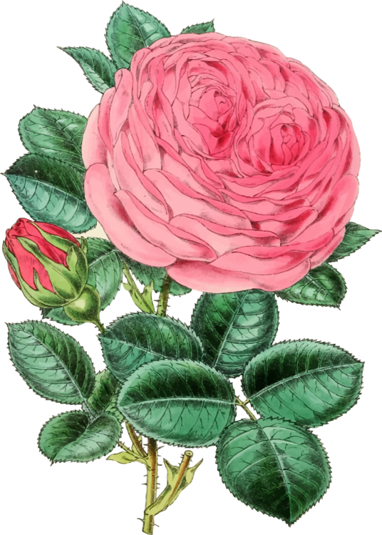 Pink Rose Vector Illustration PNG