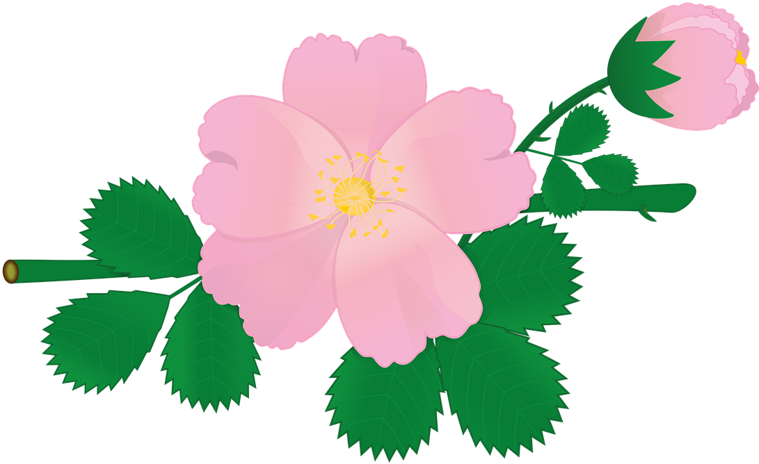 Pink Rose Vector Illustration PNG