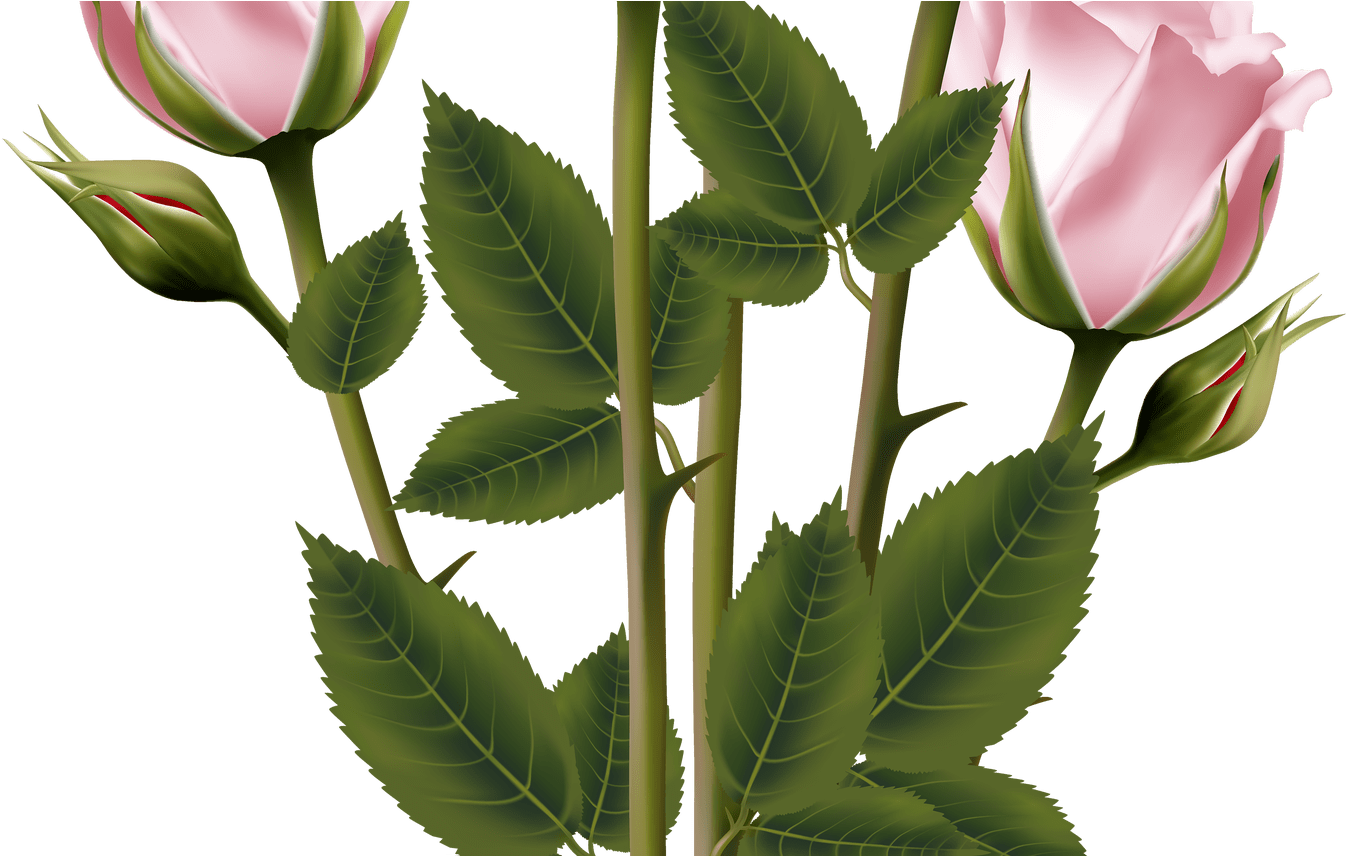 Pink Rose Vector Illustration PNG