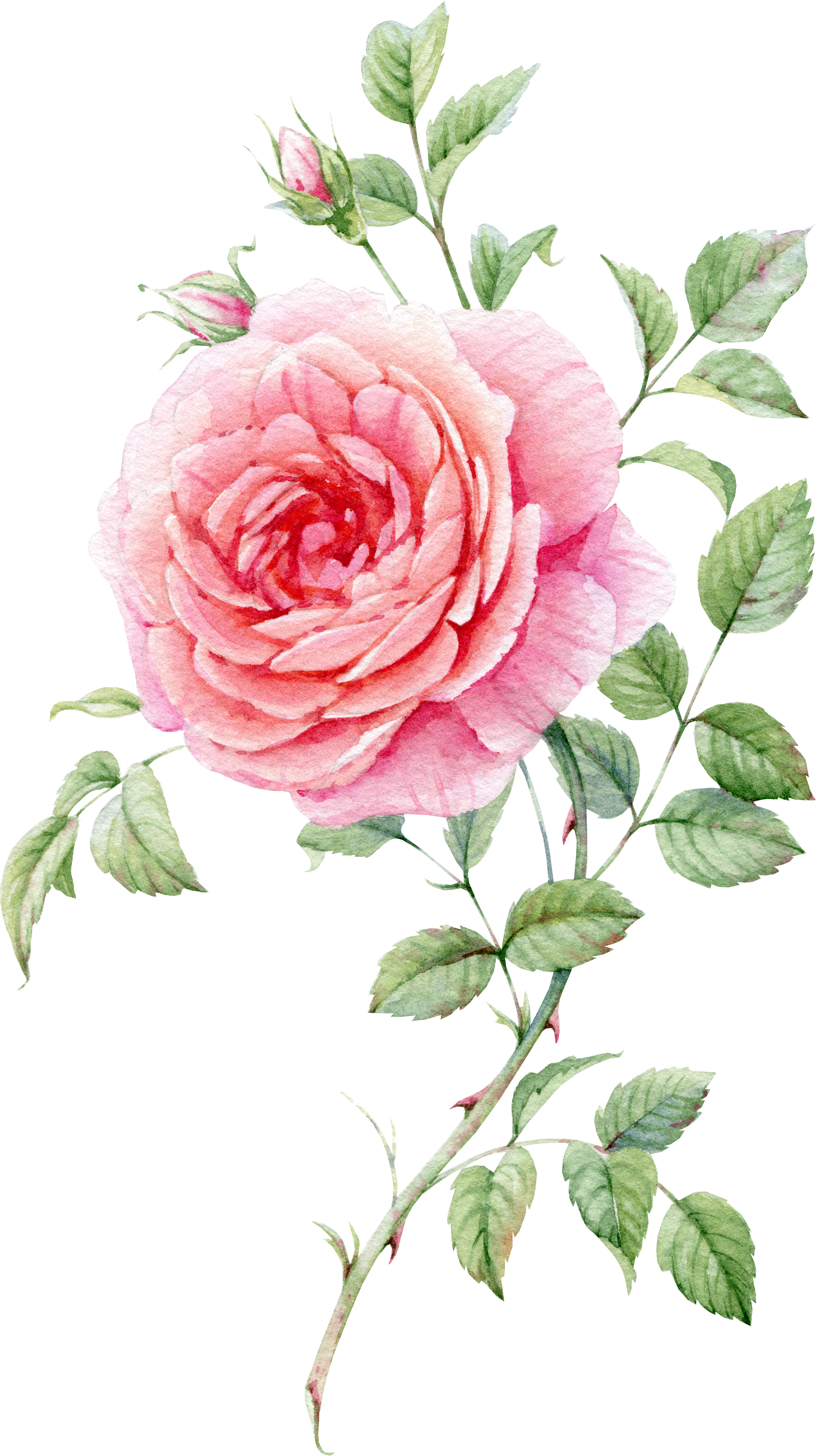 Pink Rose Watercolor Artwork PNG