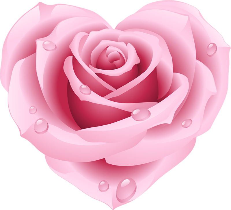 Pink Rose With Dew Drops.png PNG
