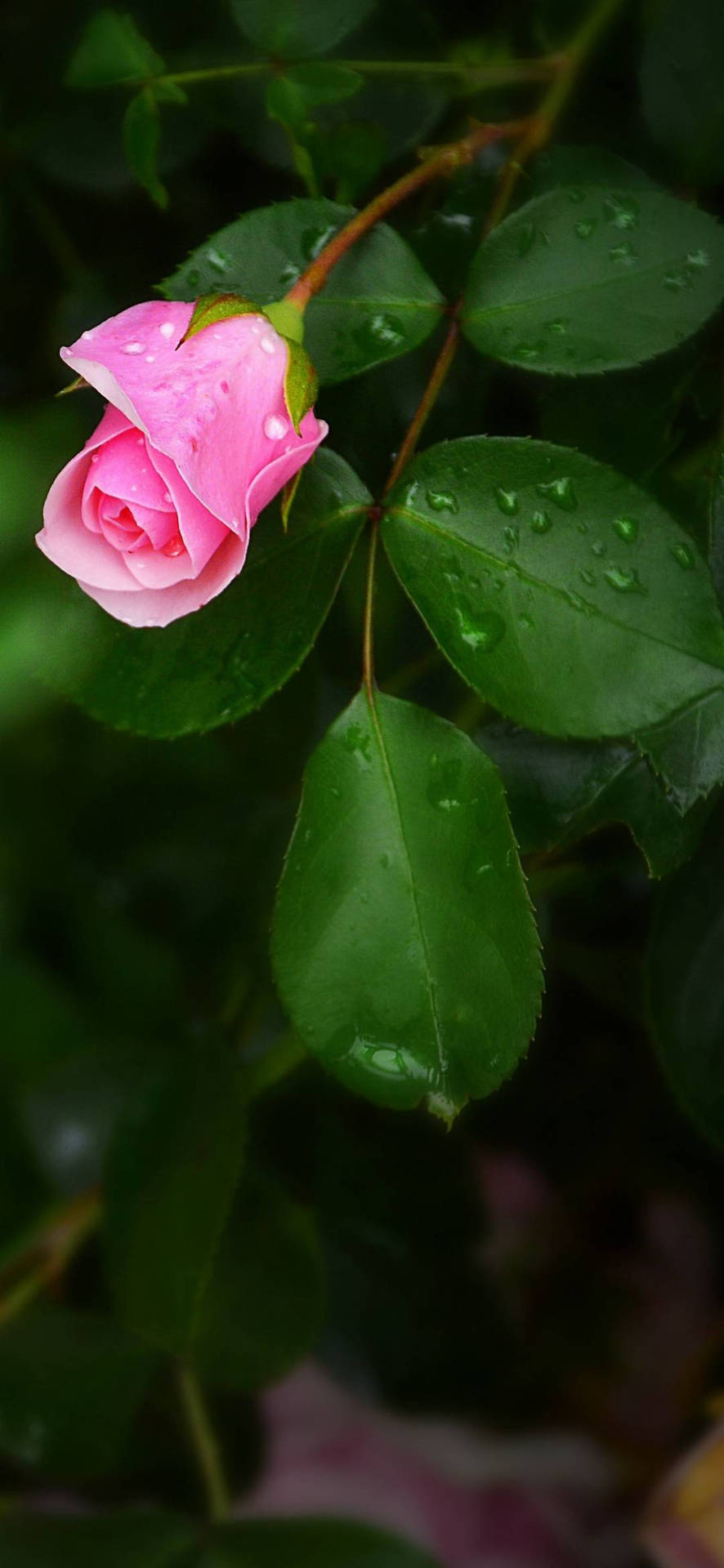 Pink Rose With Leaves Flower Phone Wallpaper