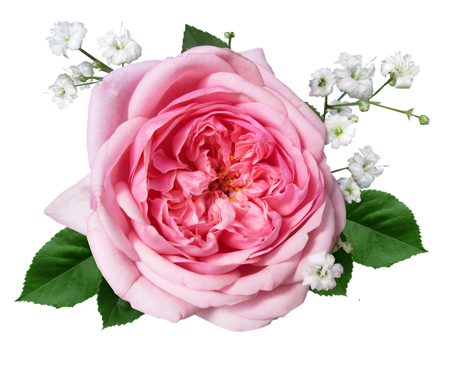 Pink Roseand Baby's Breath Floral Arrangement.png PNG