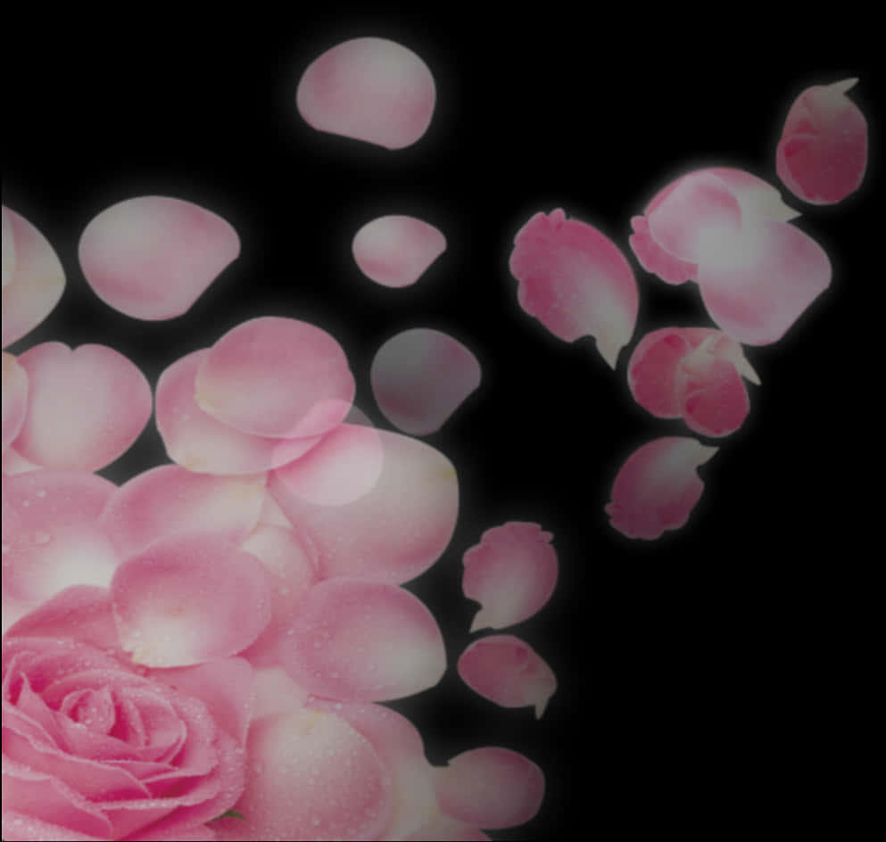 Pink Roseand Petals Floating PNG