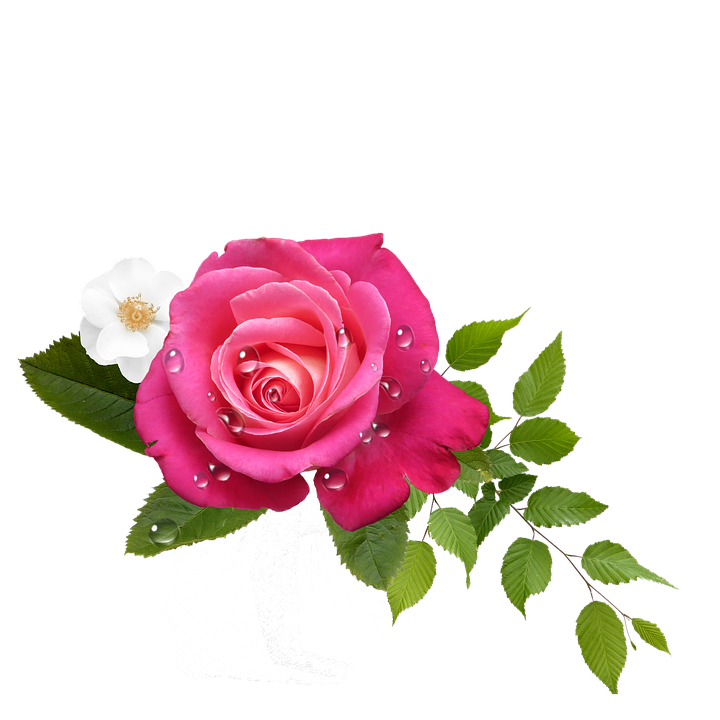 Download Pink Roseand White Flower Arrangement | Wallpapers.com