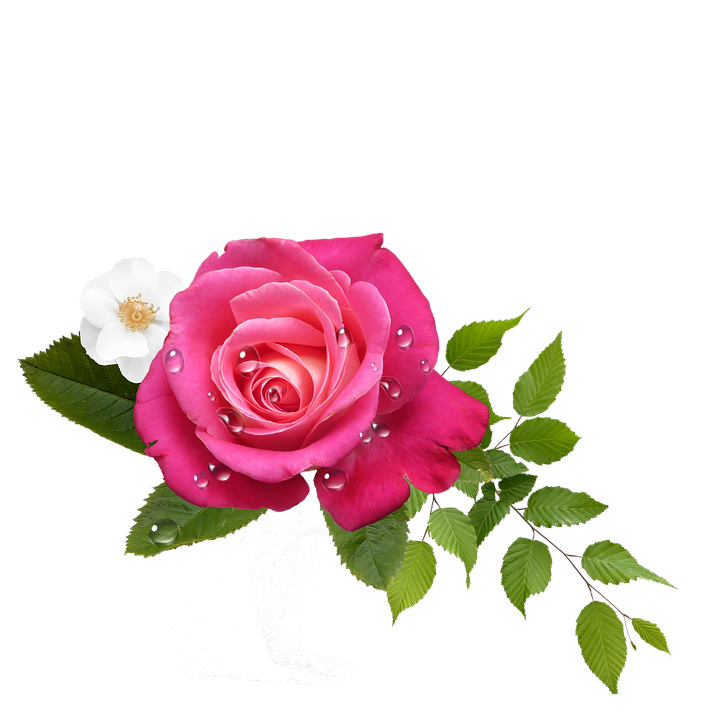 Pink Roseand White Flower Arrangement PNG